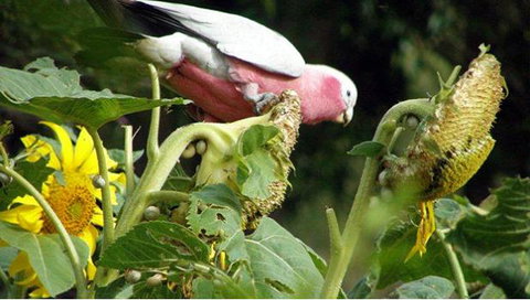 Bentwood Olive Grove Accommodation - ACT Tourism 19