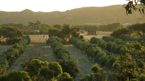 Bentwood Olive Grove Accommodation - ACT Tourism 20