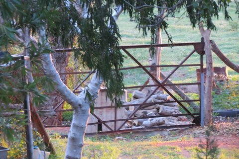 Bentwood Olive Grove Accommodation - ACT Tourism 25