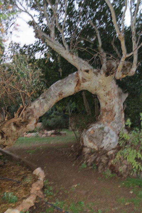 Bentwood Olive Grove Accommodation - ACT Tourism 22