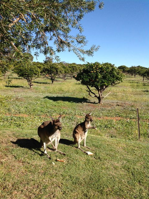 Bindoon's Windmill Farm - ACT Tourism 2