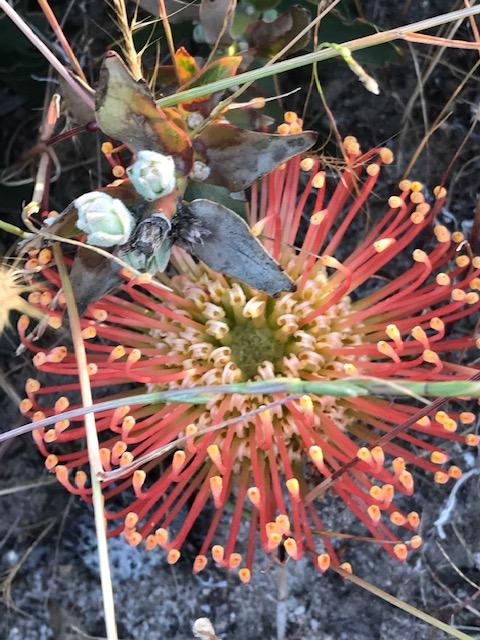 The Mains Guest House 2 Bedroom Farm Stay - ACT Tourism 18