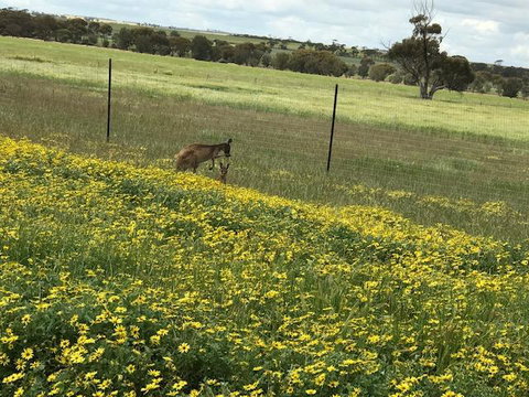 The Mains Guest House 2 Bedroom Farm Stay - ACT Tourism 15