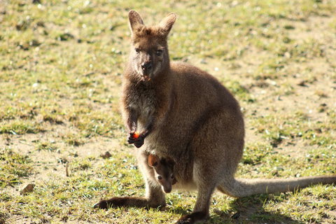 Tamar Solar Home - ACT Tourism 4