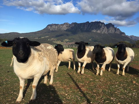 Manna Hill Farm - ACT Tourism 28