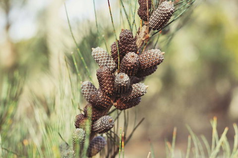 Oyster Cove Chalet - ACT Tourism 30