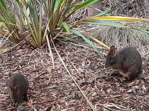 Oyster Cove Chalet - ACT Tourism 16