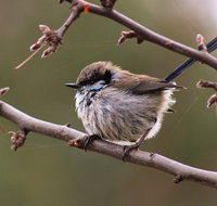 Free Spirit Pods - ACT Tourism
