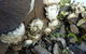 Oyster Shack - thumb 3