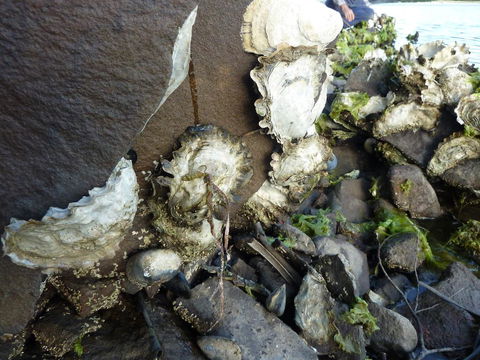 Oyster Shack - ACT Tourism 3