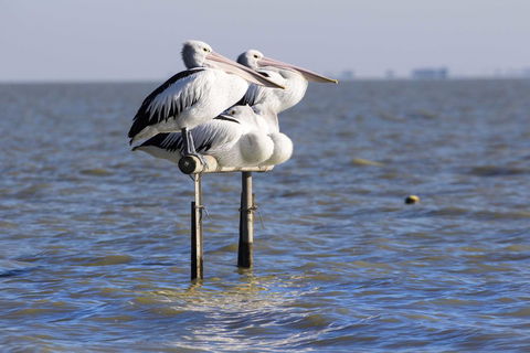 Pelican Perch Retreat - ACT Tourism 0