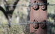 Pichi Richi Park - thumb 2