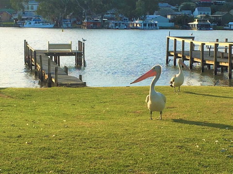 Riverfront Getaway - Mannum - ACT Tourism 0