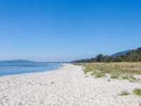 Rosebud Beach Babe