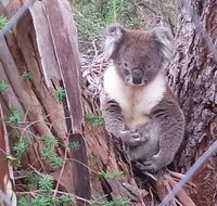 Stringybark Hills Retreat - ACT Tourism