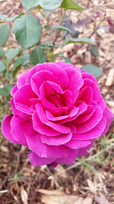 Birch Lane - ACT Tourism 36