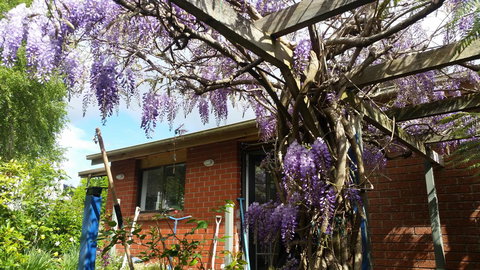 Birch Lane - ACT Tourism 42