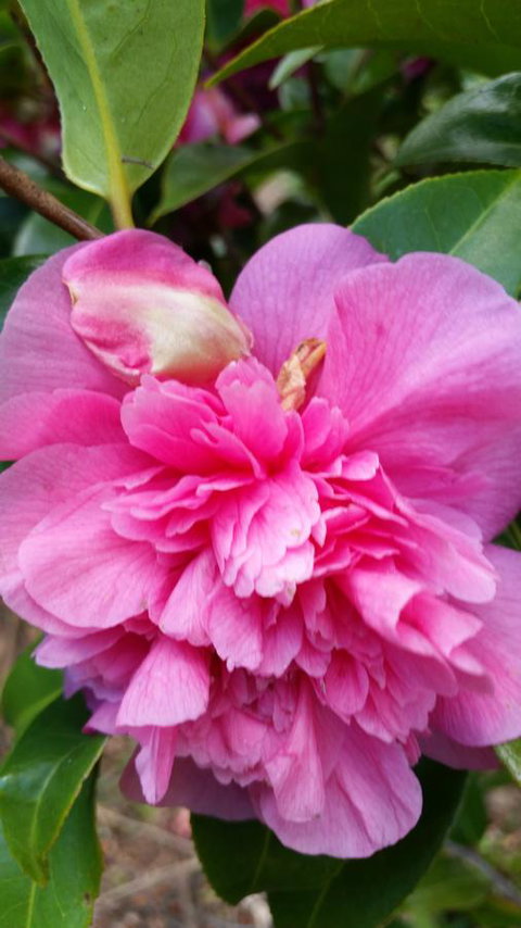 Birch Lane - ACT Tourism 38