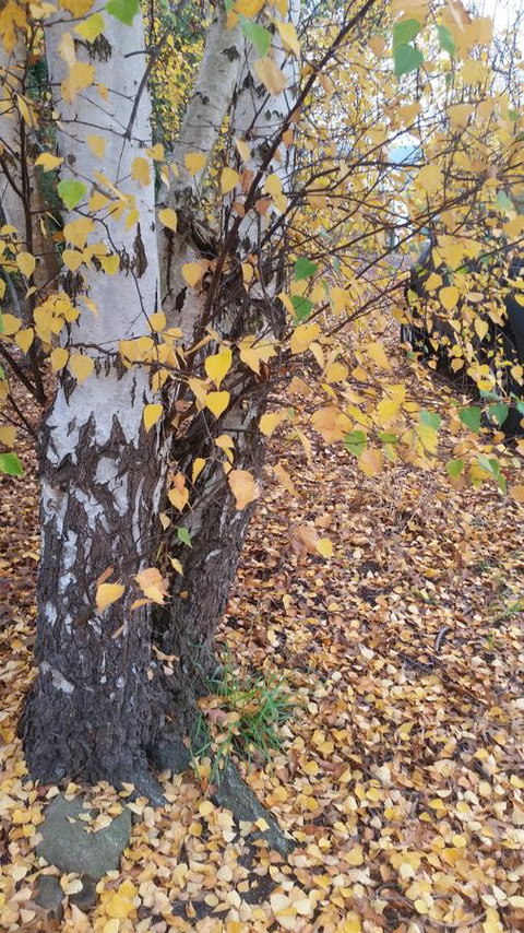 Birch Lane - ACT Tourism 43