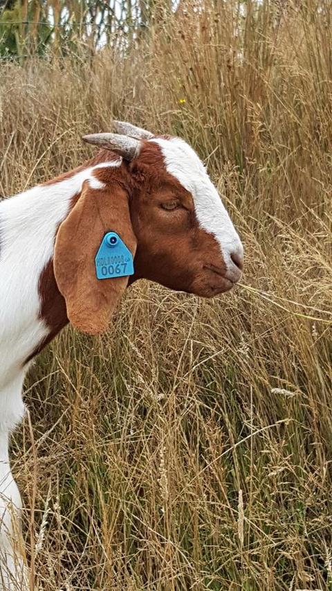 Hazelcreek Cottages - ACT Tourism 30