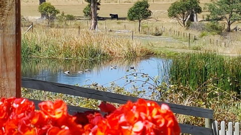 Hazelcreek Cottages - ACT Tourism 11