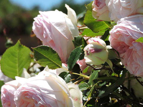 Hazelcreek Cottages - ACT Tourism 29