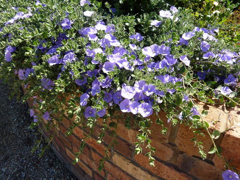 Hazelcreek Cottages - ACT Tourism 27