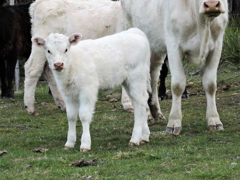 Hazelcreek Cottages - ACT Tourism 32