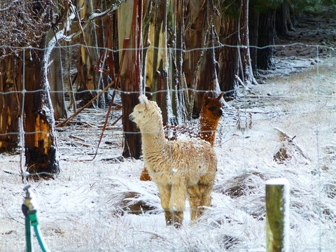 Quamby Pines Chalet - ACT Tourism 13