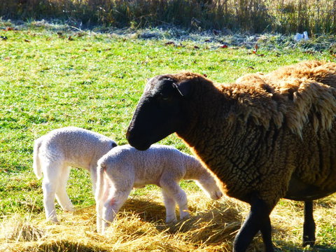 Quamby Pines Chalet - ACT Tourism 5