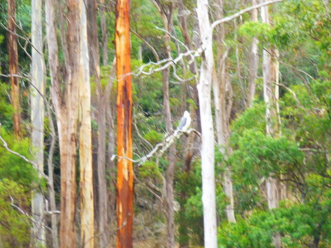 Quamby Pines Chalet - ACT Tourism 11