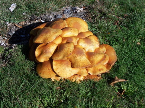 Quamby Pines Chalet - ACT Tourism 12