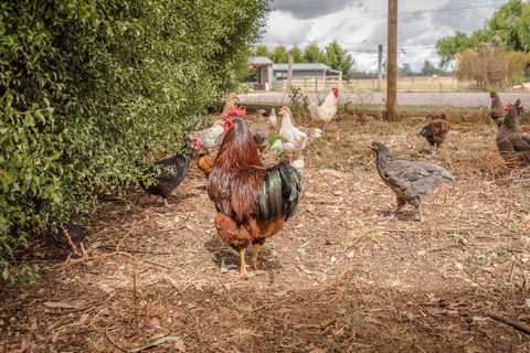 Glencoe Country Bed And Breakfast - ACT Tourism 32