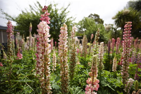 Blue Wren Riverside Cottage - ACT Tourism 3