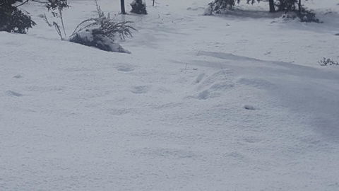 Cradle Alpine Retreat - ACT Tourism 35