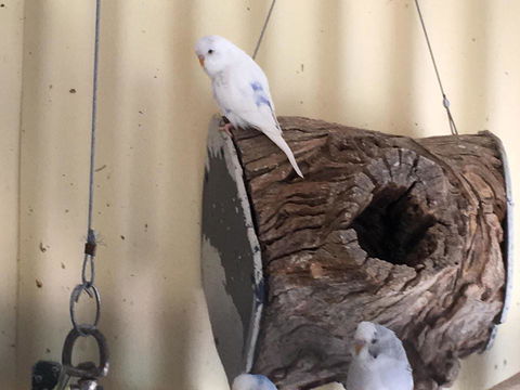 Blue Wren Bungalow - ACT Tourism 12