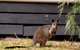 BIG4 Ingenia Holidays Phillip Island - thumb 13
