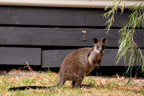 BIG4 Ingenia Holidays Phillip Island - ACT Tourism 13