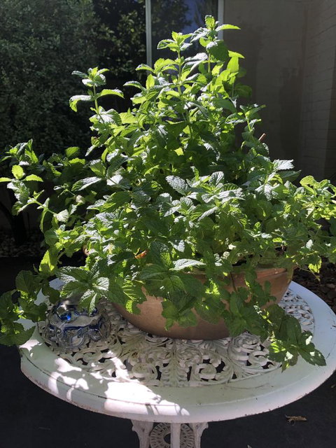 Flora Hill Creek Views - ACT Tourism 11