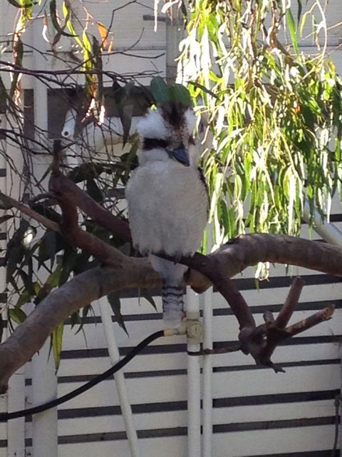 Kookas Retreat - ACT Tourism 16