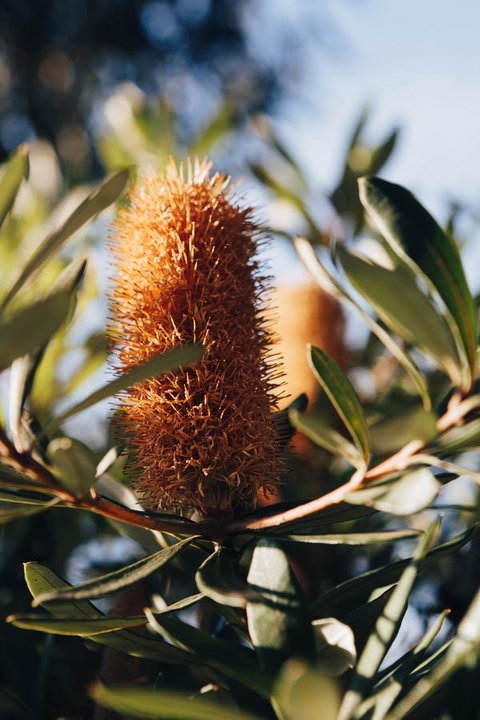 Dunkeld Studio Accommodation - ACT Tourism 19