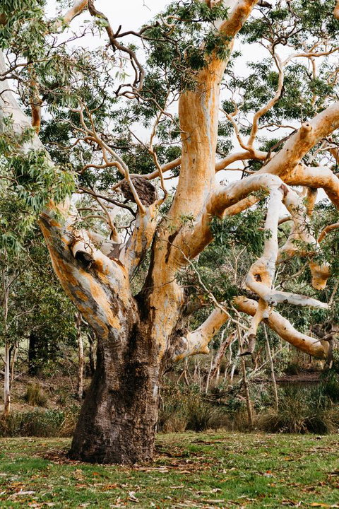 Dunkeld Studio Accommodation - ACT Tourism 22