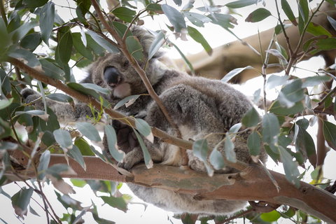 The Dolphin Apartments - ACT Tourism 6