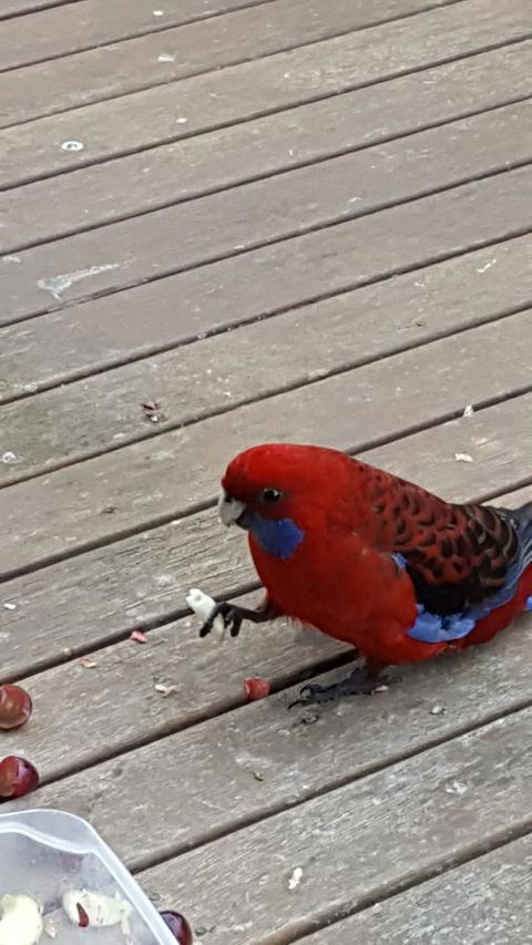 Wilsons Promontory Motel - ACT Tourism 24