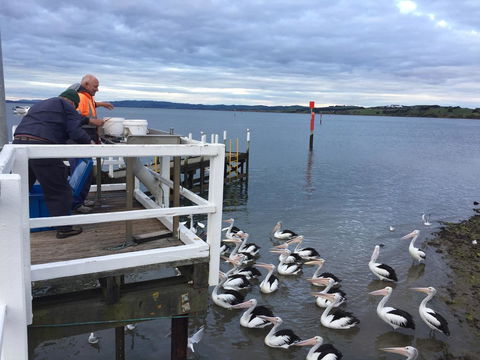 Pelicans Motel San Remo - ACT Tourism 18