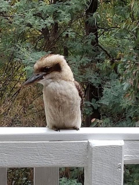 Tangenong Cottages - ACT Tourism 10