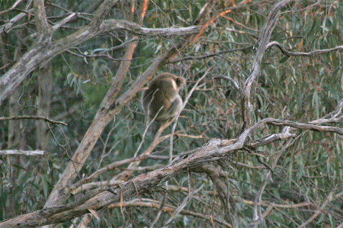 Tangenong Cottages - ACT Tourism 8