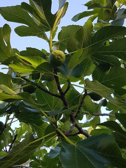 Healesville House - Fig Tree House - ACT Tourism 19