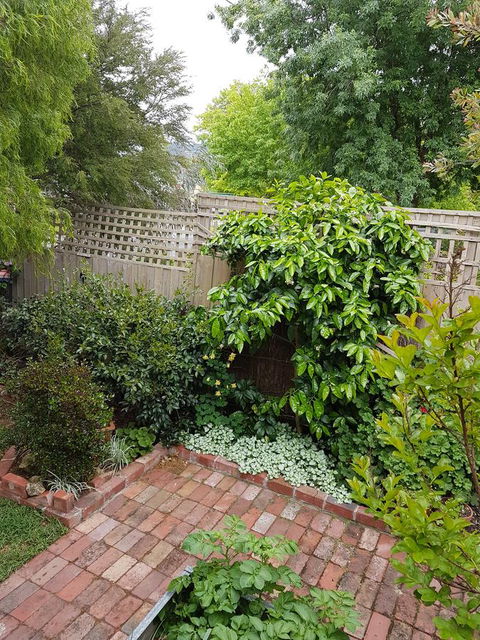 Healesville House - Fig Tree House - ACT Tourism 21