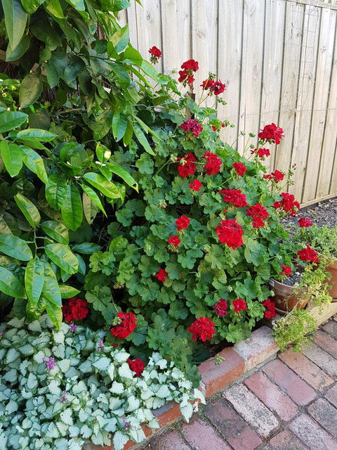 Healesville House - Fig Tree House - ACT Tourism 18